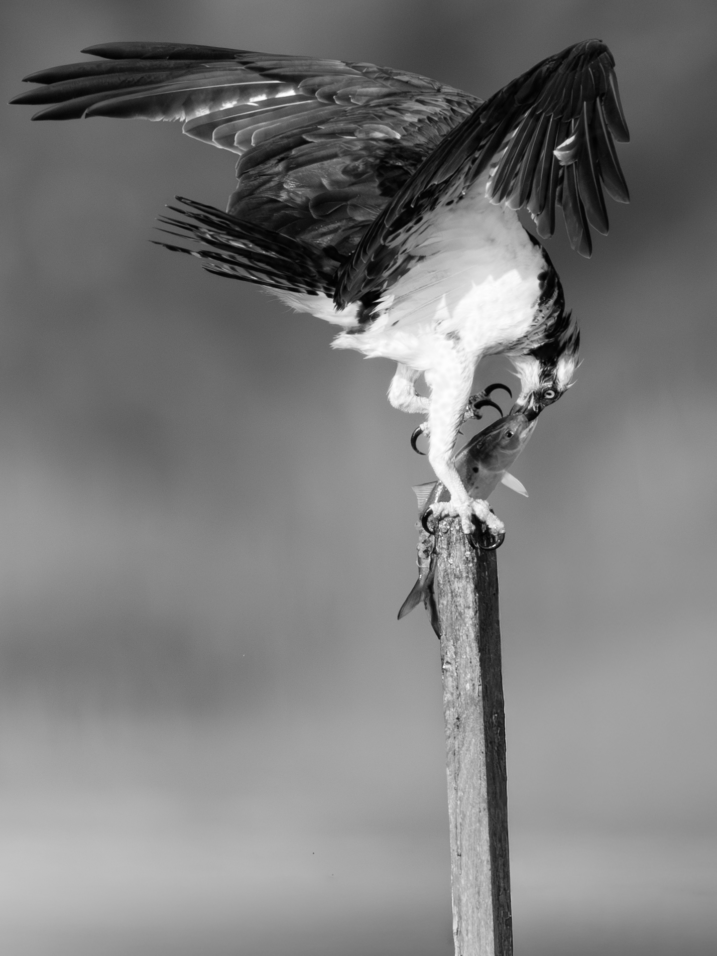 3rd PrizeOpen Mono In Class 1 By Gregory Rinker For Delight And Dismay OCT-2025.jpg